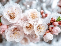Gałązki, Białe, Kwiaty, Śnieg