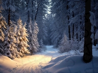 Droga, Las, Zima, Śnieg, Drzewa, Zaśnieżona
