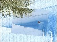snowboardzista, Snowbording, deska, śnieg