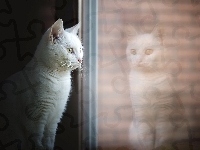 Spojrzenie, Biały, Odbicie, Kot, Mordka, Okno