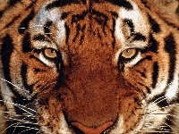 Spojrzenie, Tygrysa