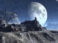 Wilków, Stado, Księżyc
