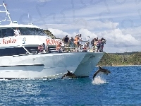 Delfiny, Statek, Woda