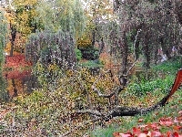 Staw, Park, Drzew, Jesienią