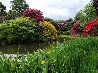 Biddulph, Kwiaty, Drzewa, Park, Rośliny, Anglia, Ogród Biddulph Grange, Staw