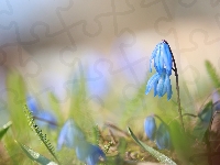 Niebieskie, Kwiaty, Cebulica syberyjska