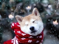 Szalik, Pies, Akita Inu, Śnieg