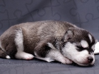 Szczeniak, Śpiący, Siberian Husky