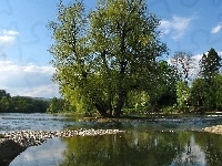 Szwajcaria, Rzeka, Aare, Drzewa