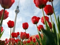 Telewizyjna, Tulipany, Wieża, Berlin