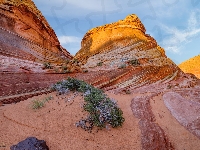 The Wave, Arizona, Stany Zjednoczone, Skały, Krzewy, Formacja skalna
