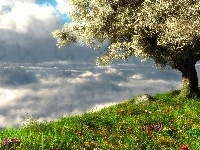 Trawa, Drzewo, Kwiaty, Chmury