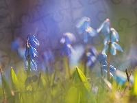 Cebulice syberyjskie, Niebieskie, Trawa, Zbliżenie, Kwiaty