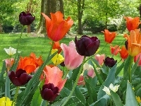 Trawnik, Kolorowe, Tulipany, Drzewa