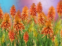 Kwiaty, Trytoma groniasta