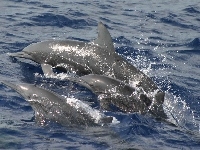 Delfiny, Trzy, Ocean
