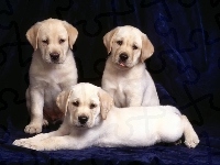 Labradory, Trzy, Retrievery