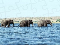 Słonie, Trzy, Woda
