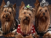 Yorkshire, Trzy, Terrier