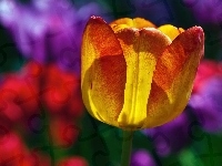 Kolorowe, Tulipan, Tło