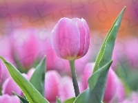 Tulipan, Różowy, Rozmyte tło