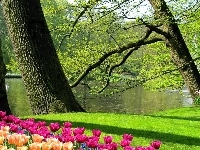 Tulipany, Wiosna, Staw, Łabędzie, Park