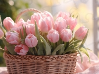 Koszyk, Różowe, Kwiaty, Tulipany, Wiklinowy, Bukiet