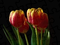 Tulipany, Czerwono-żółte, Ciemne tło