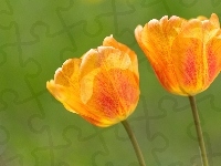 Tulipany, Kwiaty, Dwa, Pomarańczowe