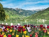 Jezioro, Tulipany, Góry