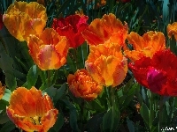 Kolorowe, Tulipany, Kwiaty