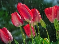 Kwiaty, Tulipany, Deszcz