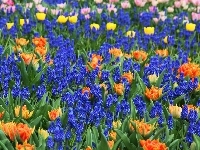 Tulipany, Kolorowe, Kwiaty, Szafirki