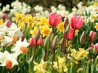 Tulipany, Żonkile, Wiosenne, Kwiaty, Narcyze