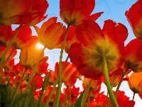 Promienie, Tulipany, Słońca