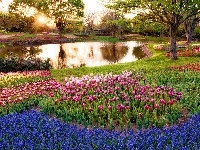 Tulipany, Park, Rzeczka, Szafirki