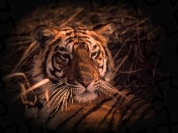 Tygrys, Grafika