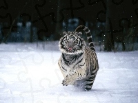 Śnieg, Tygrys, Bieg