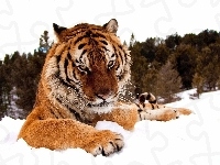 Śnieg, Tygrys, Drzewa