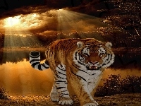 Promienie, Tygrys, Słońca