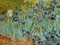 Vincent van Gogh, Irysy, Obraz