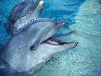 Delfiny, Wesołe, Woda