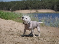 West Highland White Terrier, Pies, Kąpiel