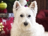 Mordka, Świąteczne, Pies, West highland white terrier, Ozdoby