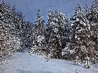 Śnieg, Drzewa, Świerki, Zima