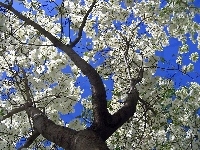 Kwitnące, Wiosna, Drzewo