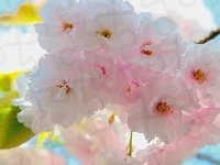 Kwiaty, Wiśnia japońska, Gałązka, Bladoróżowe, Drzewo Owocowe