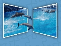 Woda, Delfiny, Ramki, 4D