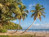 Palmy, Plaża La Sagesse, Tropiki, Grenada, Morze Karaibskie, Wyspa