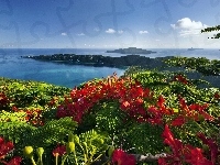 Wyspy, Kwiaty, Ocean, Karaiby